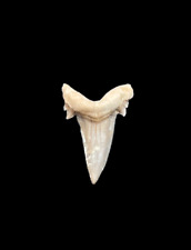 Authentic Serratolamna koerti Fossil Shark Tooth from Dakhla, Morocco picture