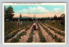 Hood River OR-Oregon, Strawberry Picking, Antique, Vintage c1946 Postcard picture
