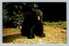TN-Tennessee, Black Bear, Great Smoky Mountains National Park Vintage Postcard picture