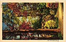 Vintage Postcard- An autumn forest UnPost 1930s picture