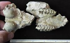Oreodont Upper Skull, Leptauchenia decora Fossil, Badlands, S Dakota, Olig O1541 picture