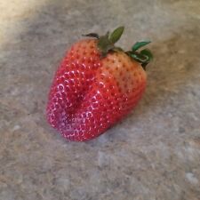 genetically modified strawberry VERY RARE picture