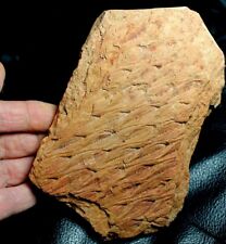 Big, excellent well preserved Carboniferous bark - Lepidodendron aculeatum picture