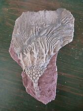 Crinoid Fossil picture