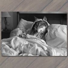 POSTCARD Wolf Dressed As Grandmother Fairytale Red Riding Hood Bed Funny Weird picture