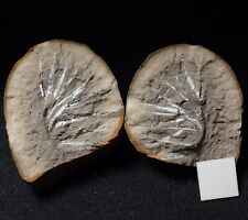 Rare unknown Carboniferous fossil plant in paired nodule Not Mazon Creek from UK picture