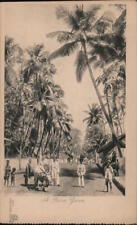 Trees Sri Lanka A palm grove Orient Royal Mail Line Postcard Vintage Post Card picture