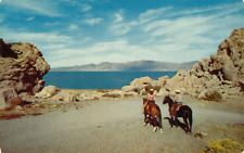 Western Horse Riding Scene near Reno, Nevada Lake vintage unposted postcard picture