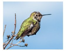Hummingbird - 8x10 Photo Print On 8.5