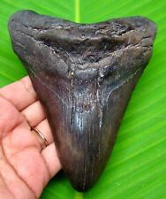 MEGALODON SHARK TOOTH - ALMOST 5