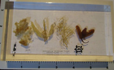 MARINE ALGAE Turtox Ulva Sargassum science school vintage preserved specimen #4 picture