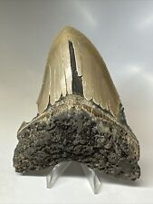 Megalodon Shark Tooth 5.11” Big - Serrated Fossil - Real 16864 picture