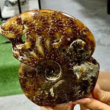 1.64LB Rare Natural Tentacle Ammonite FossilSpecimen Shell Healing Madagascar picture