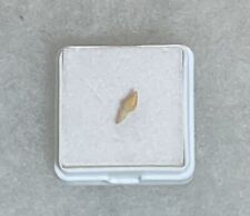 Porpoise Tooth from Shark Tooth Hill - Ernst Quarry: Bakersfield, California picture
