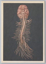 Human Brain and Spinal Cord Anatomy Museum Art Science Anatomicum Postcard B17 picture