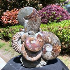 11.28LB TOP Natural Beautiful ammonite fossil conch Crystal specimen heals 1224 picture