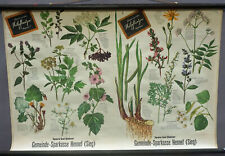 Botanical Poster Vintage Rollable Wallchart Medical Plants picture