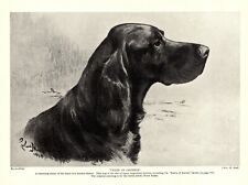 1930s Antique GORDON SETTER Dog Art Print Peter of Crombie Ward Binks Art 4239h picture