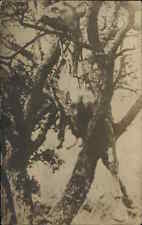 Bizarre McCabre Dead Horse or Sheep in Tree From Tornado? c1910 RPPC Postcard picture