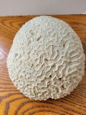 White brain coral from the tropical islands picture