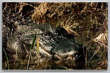 Alligator Everglades National Park Florida FL Postcard UNP VTG Unused Vintage picture