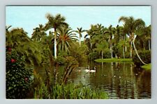 Sarasota FL-Florida, White Swans On Mirror Lake, Vintage Postcard picture