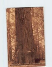 Postcard Giant Tree Big Tree Grove Santa Cruz California picture