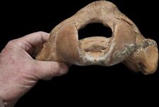  Walrus Skull Occipital Fossil. picture