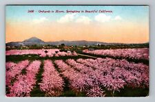 Orchards In Bloom, Springtime In California Vintage Souvenir Postcard picture