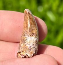 ROOTED Fossil Phytosaur Tooth Redondasaurus Triassic Dinosaur Tooth New Mexico picture