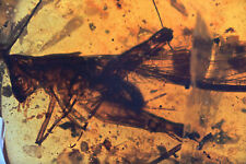 Rare Extinct Elcanidae (Grasshopper), Fossil inclusion in Burmese Amber picture