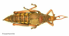 Dictyophorus sp, Large + 70mm, Orthoptera, DRCongo, A- picture