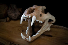 High Quality Tiger Skull -Large Adult -Quality Replica -FREE world wide shipping picture
