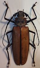 Cerambycidae: Callipogon armillatus Very Large Female 94mm picture