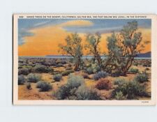 Postcard Smoke Trees on the Desert California Salton Sea USA North America picture