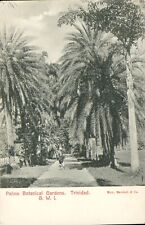 TRINIDAD, Palms Botanical Gardens, B.W.I. RPPC Antique POSTCARD 1908 Real Foto picture