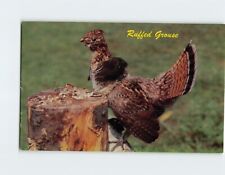 Postcard Ruffed Grouse picture