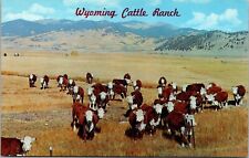 Vtg Wyoming WY Cattle Ranch Young Hereford Cows on Fall Range Postcard picture