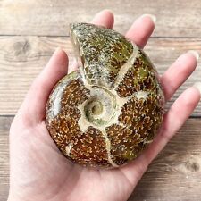Whole Ammonite Fossil Polished; 380 g Authentic Real picture