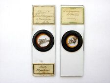 2 Antique Microscope Slides. Diatoms in Situ on Seaweed. by Norman. picture