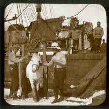 Leading Pony On To Sea Ice British Antarctic Expedition 1911 OLD PHOTO picture