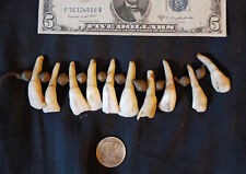 10 Antique CAMEL Tooth Totem Incisors/Amulets I-Teeth Egyptian Necklace & Beads picture