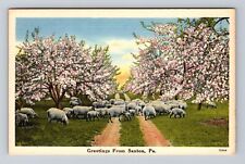 Saxton PA-Pennsylvania, Herd of Sheep, Greetings from Saxton Vintage Postcard picture