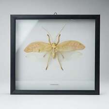 Genuine Orthoptera Species in Display frame picture