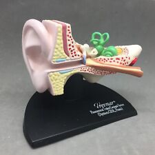 3D Scientific Human Ear Anatomical Display Model Inner Canal Pharma Design 6