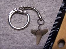 shark tooth keychain fossil teeth keyring accessories sharks jaw megalodon diver picture