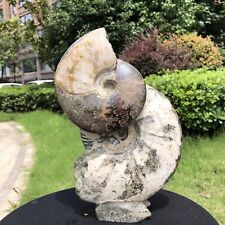 5.25LB Rare Natural Tentacle Ammonite FossilSpecimen Shell Healing Madagasc picture