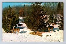 Drummond Island MI-Michigan, Deer Herd During Winter, Antique Vintage Postcard picture