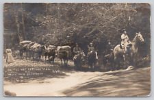 Silverton Oregon Hot Springs Trail Horses 1912 Real Photo Postcard RPPC - Posted picture