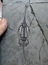 KEICHOUSAURUS FOSSIL - Triassic aquatic lizard reptile 7.5” picture